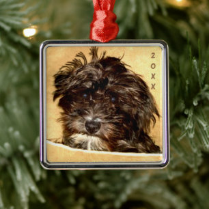 Ornamento Quadrado Schnoodle Premium