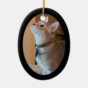 Ornamento quadro foto do Oval 2-Sided do gatinho