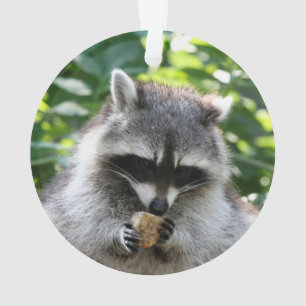 Ornamento Raccoon 004