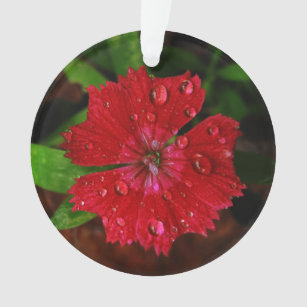 Ornamento Red Dianthus com Raindrots