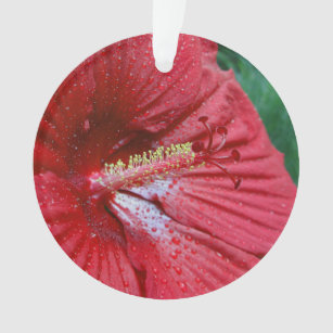 Ornamento Red Hibiscus com Gotas de Chuva