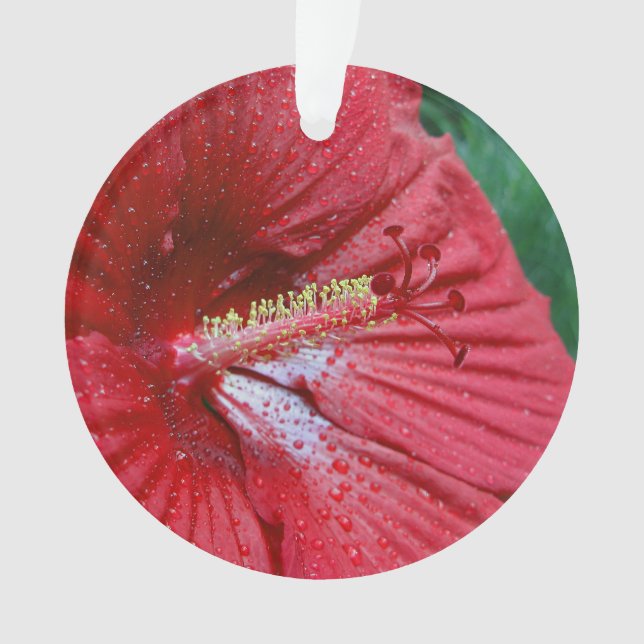 Ornamento Red Hibiscus com Gotas de Chuva (Frente)