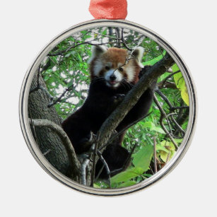 Ornamento redondo superior da panda vermelha