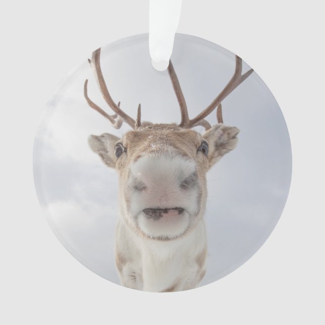 Ornamento Reindeer Nature Photo (Frente)