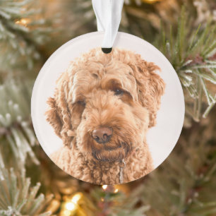 Ornamento Retrato do Goldendoodle Studio