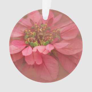Ornamento Rosa Blush Poinsettias Arte Digital