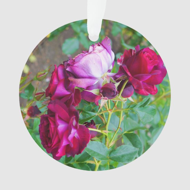 Ornamento Rosa de Yonder Azul Selvagem nº 1 (Frente)