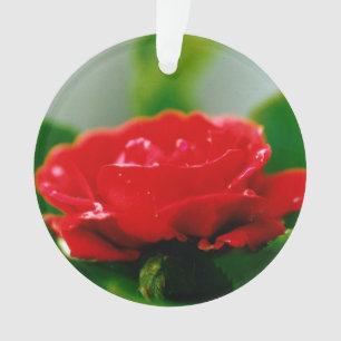 Ornamento Rosa vermelha de manhã coberta com gotas de orvalh