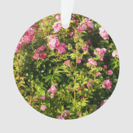 Ornamento Rosas rosa na floração