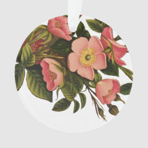 Ornamento Rosas Vintage Lindas Botânica Rosa
