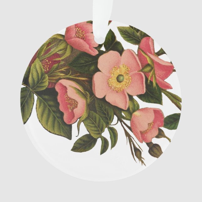Ornamento Rosas Vintage Lindas Botânica Rosa (Frente)
