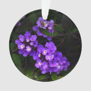 Ornamento Roxo Lantana nº 1