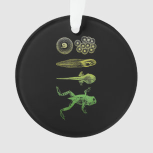 Ornamento Sapo Tadpole Metamorfose Ciclo de Vida Biologia