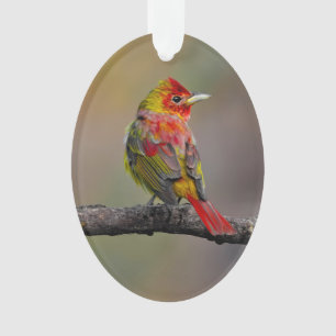 Ornamento Scarlet Tanager Molting - Fotografia original