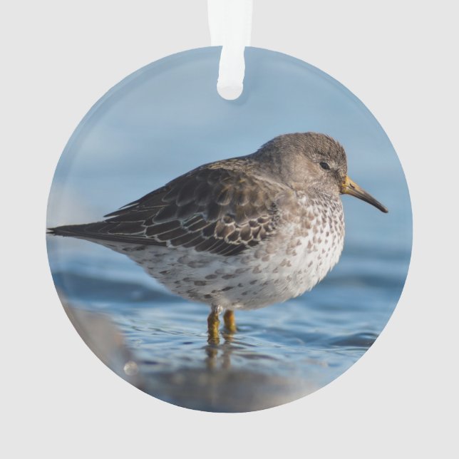 Ornamento Searing Rock Sandpiper (Verso)