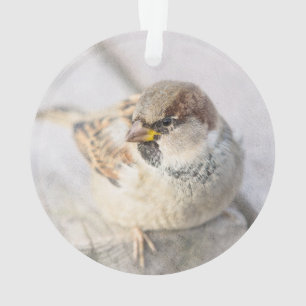 Ornamento Sparrow - Após o Transatlântico
