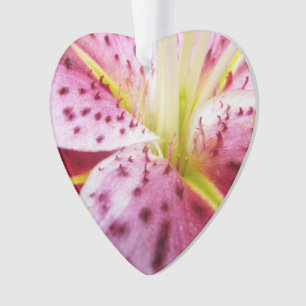 Ornamento Stargazer Lily Bright Magenta Floral