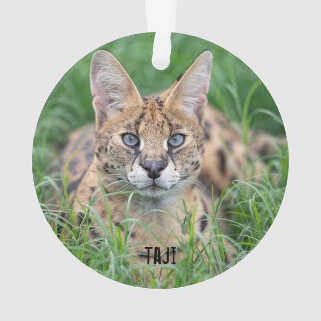 Ornamento Taji - (Verso)