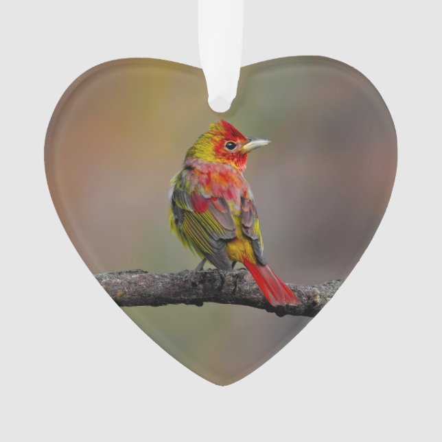 Ornamento Tanager Escarlate em Muda - Fotografia Original (Frente)