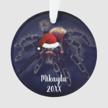  Tarântula de Cabelo Rosa chileno em Santa Hat