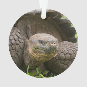 Ornamento Tartaruga gigante