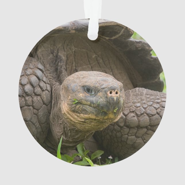 Ornamento Tartaruga gigante (Verso)