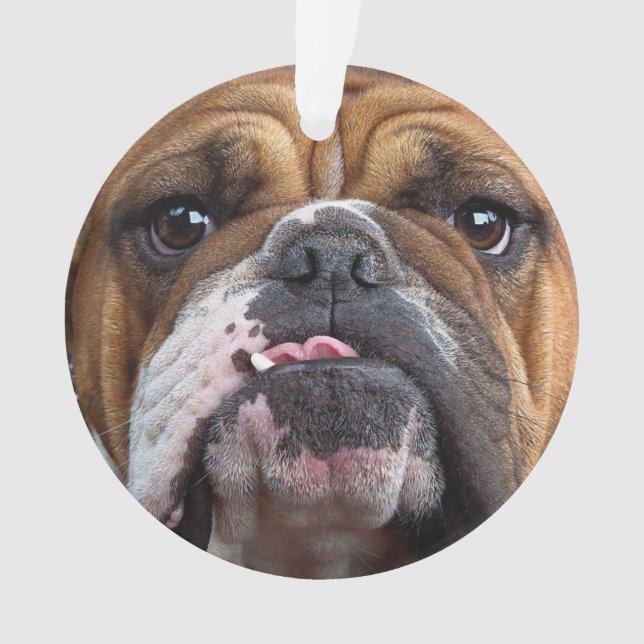 Ornamento Travesseiro decorativo Inglês Bulldog (Frente)