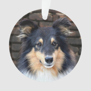 Ornamento Tricolor Sheltie face