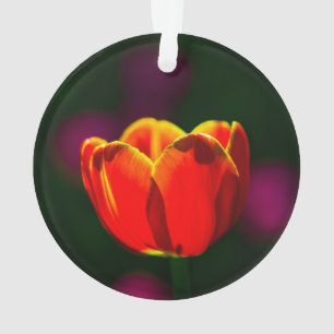Ornamento tulipa vermelha
