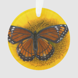 Ornamento Um Limenitis Archippus da borboleta   do vice-rei