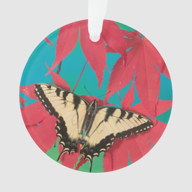 Ornamento Uma Borboleta Canadense Tiger Swallowtail (Frente)