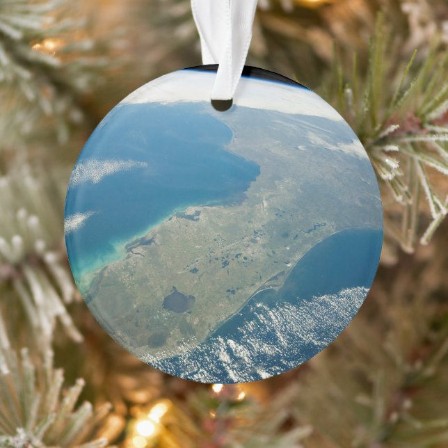 Ornamento Uma Flórida Oblíqua, Na Costa Sudeste (Árvore)