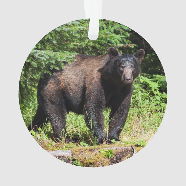 Ornamento Urso Negro Alfa (Verso)