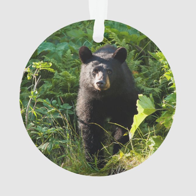 Ornamento Urso preto curioso (Verso)