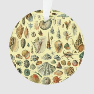 Ornamento Vintage Mollusk Shell Seashell Art