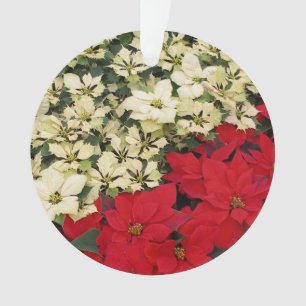 Ornamento White e Red Poinsettias I Feriado Floral