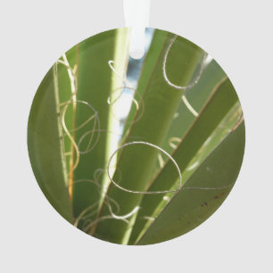 Ornamento Yucca deixa fotografia verde da natureza