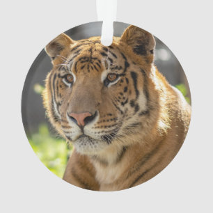 Ornamento Zachariah -