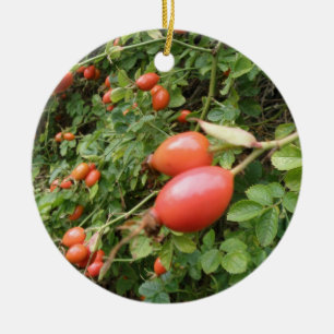 Ornamentos de Hips Rosas vermelhas Juicy