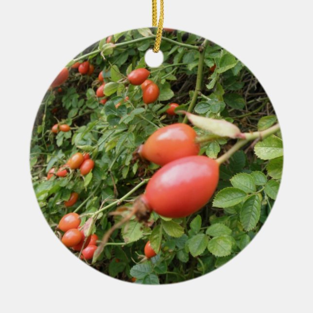 Ornamentos de Hips Rosas vermelhas Juicy (Frente)