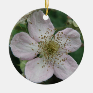 Ornamentos para Macros da Flor de Blackberry