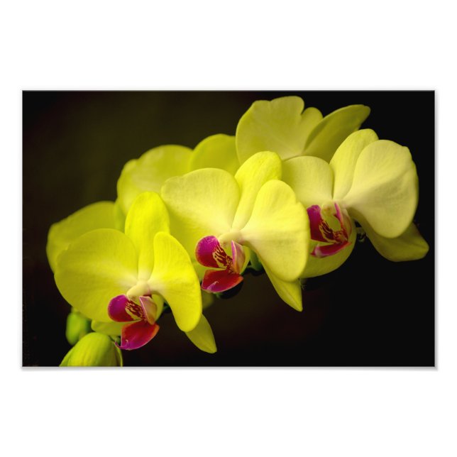 Orquídea Amarela - Impressão de Fotografia (Frente)
