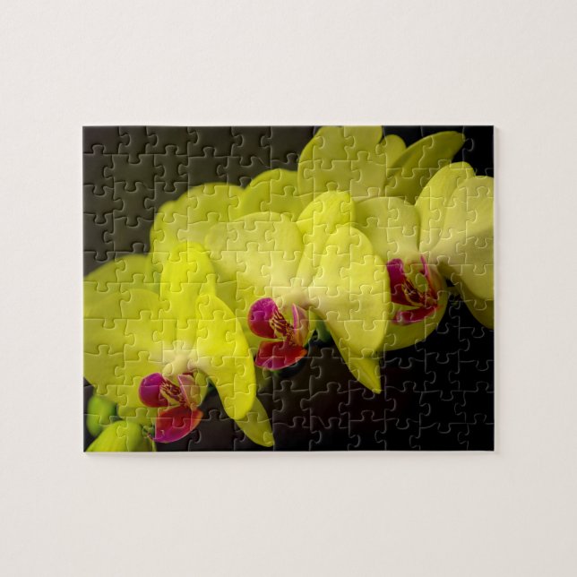 Orquídea Amarela - Quebra-cabeça de Fotografia (Horizontal)