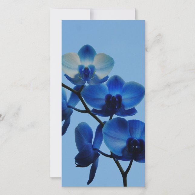 Orquídea Azul (Frente)