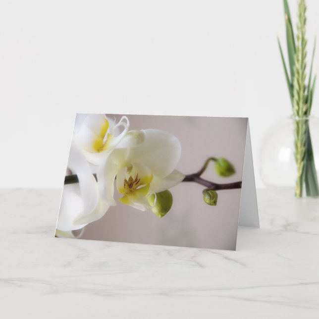 Orquídea branca • Cartão (Frente)