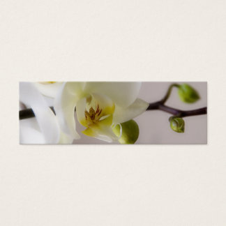 Orquídea Branca - Cartão de visita do Site de Casa