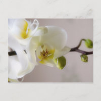 Orquídea branca - Cartão postal