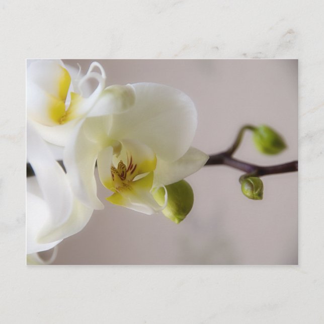 Orquídea branca - Cartão postal (Frente)
