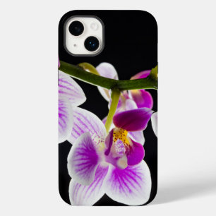 Orquídea branca e roxa