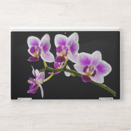 Orquídea branca e roxa